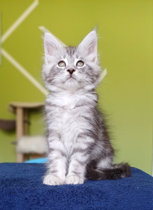 Maine Coon kotka ns22