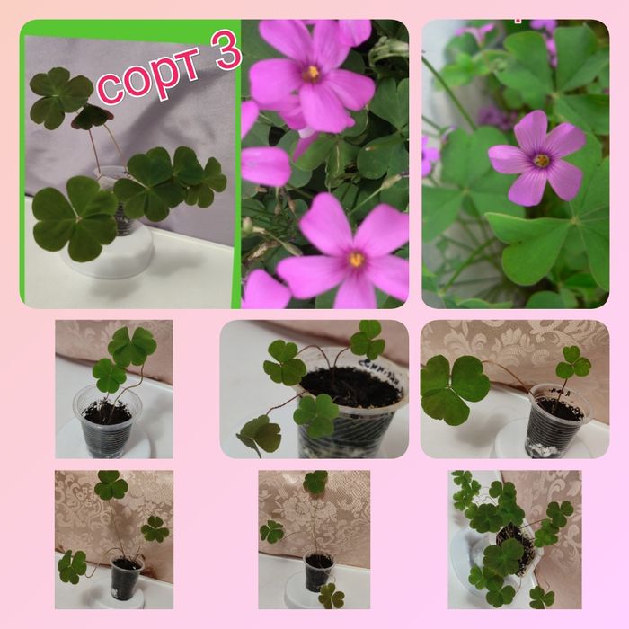 Кислица более 10 сортов оксалис ( добре утро, цветок счастья, клевер)
