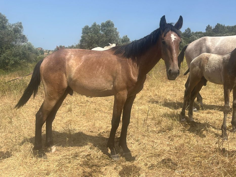 Poldro lusitano neto do Escorial e bisneto do Almansor