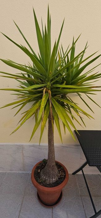 VENDIDA - Yucca (Yucca elephantipes) – planta grande e robusta ±1,70m