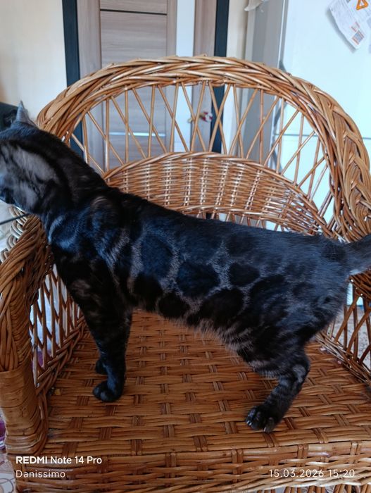 Бенгальский кот серебро чаркоал 1,5 года