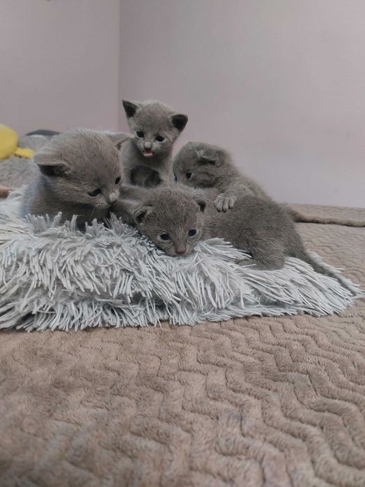 Kociak rosyjski niebieski z Rodowodem World Cat Federation