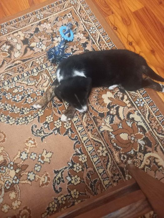 Цуценя  в хороші руки