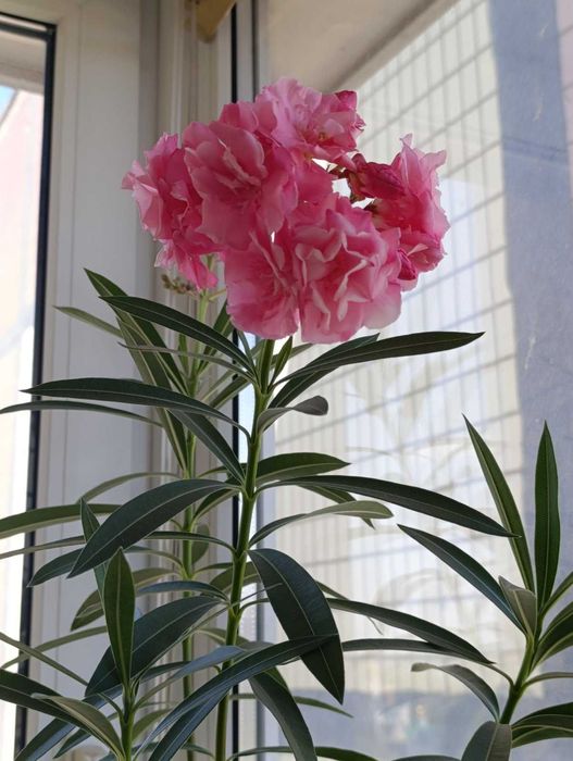 Орхидея Дендробиум  и Олеандр куст.