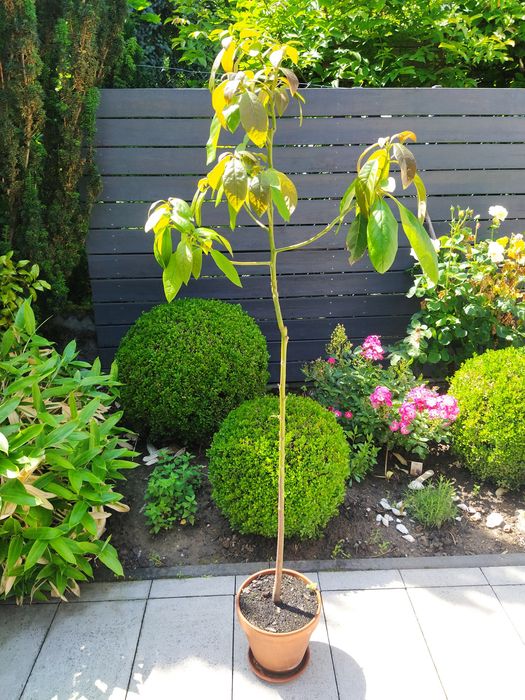 Sprzedam awokado wys 170cm