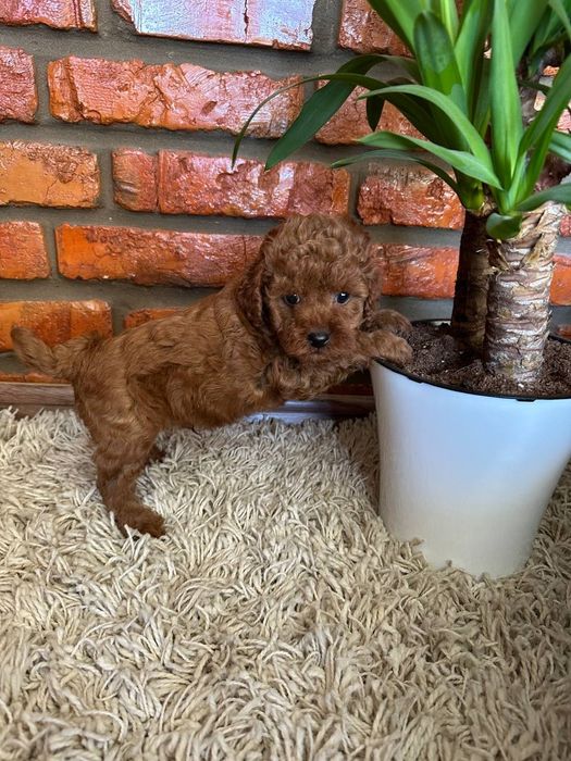 Шикарні тойчики дівчатка