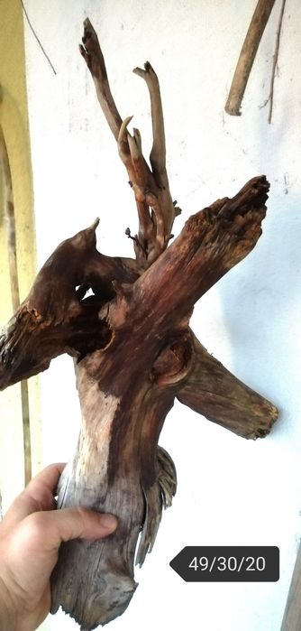 Акваріумні рослини від 3гр. коряги ,камні ,мохи та багато іншого.