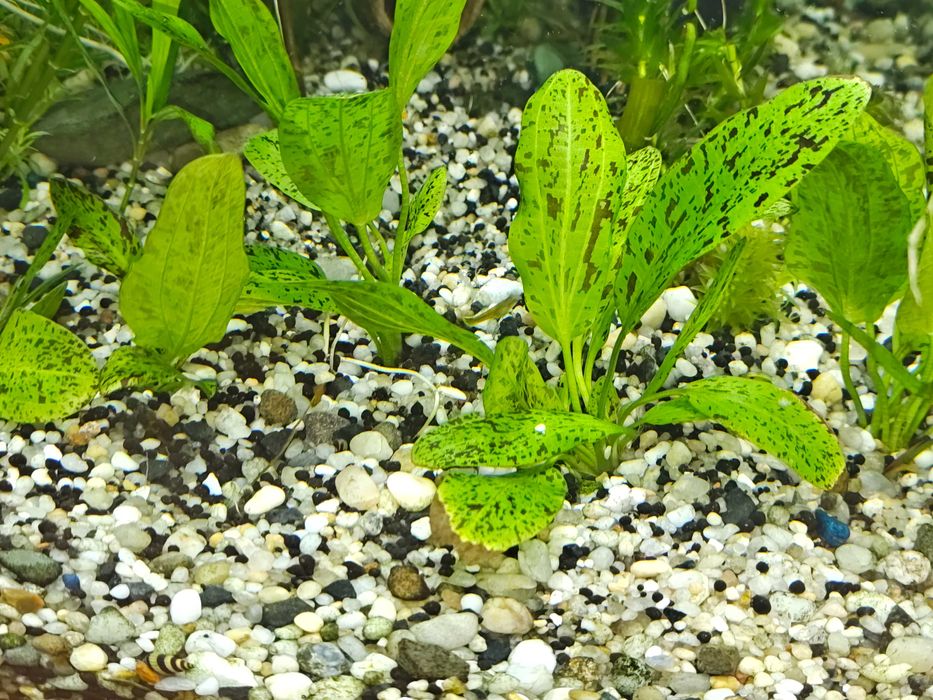 Żabienica Rośliny akwariowe Białystok