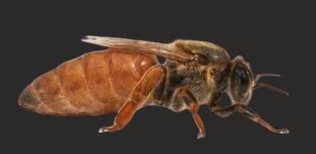 Matki pszczele użytkowe