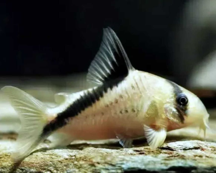 Kirysek Kolumbijski Metae - SKALMAR Sklep Akwarysty