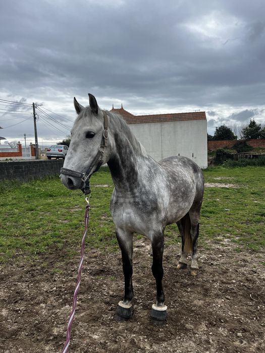 Puro Sangue Lusitano