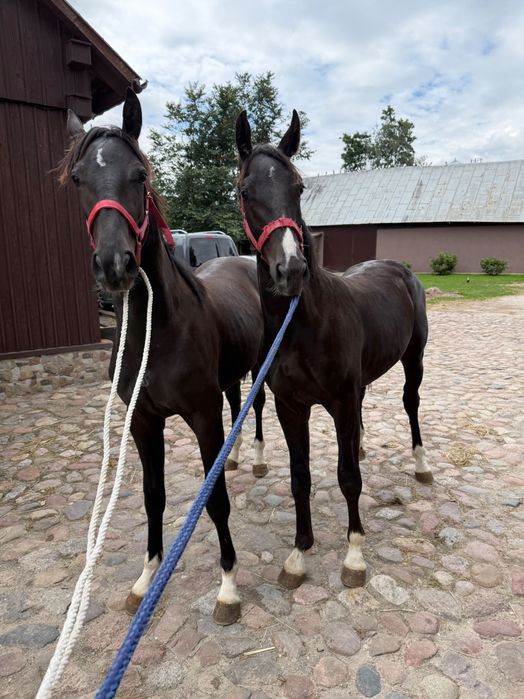 Para ogierków Polski koń sportowy