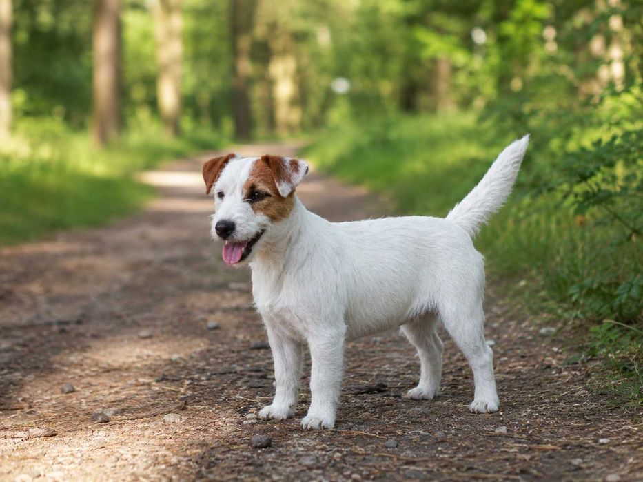 Jack Russell Terrier piękny piesek z dokumentami Moris