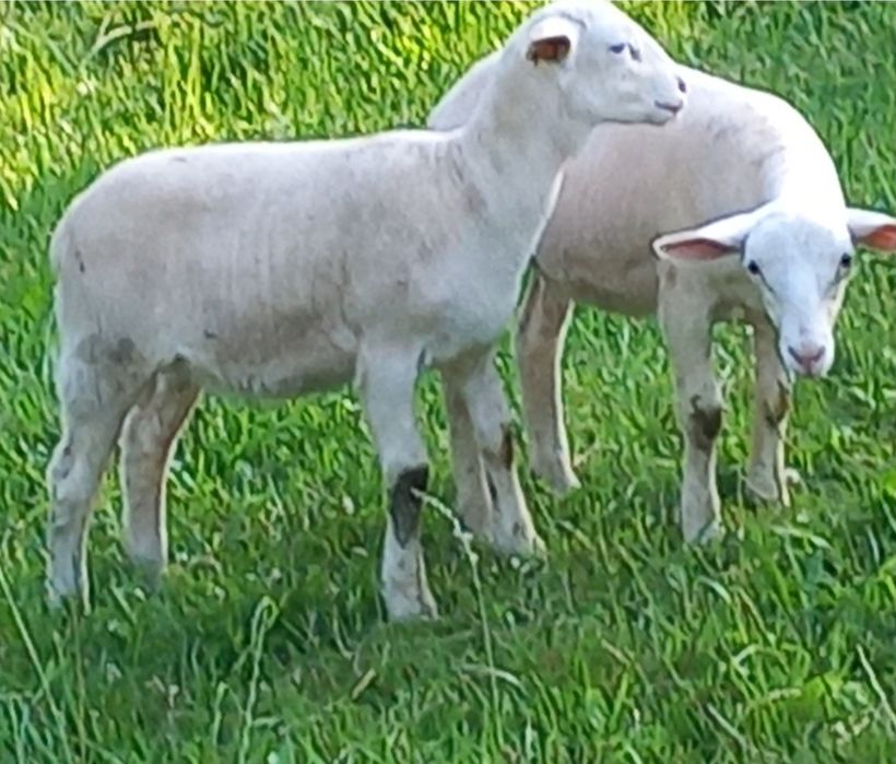 Jagnięta nolana/ dorper