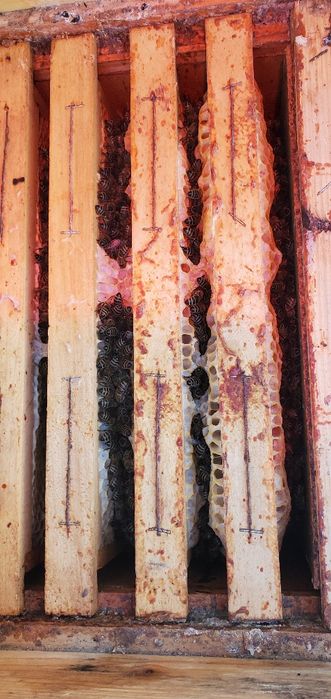 Продам Бджолопакети на ( українську ) Вертикальну рамку!