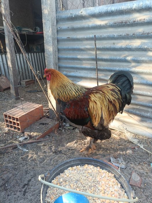 Dois Galos Brahma Perdiz