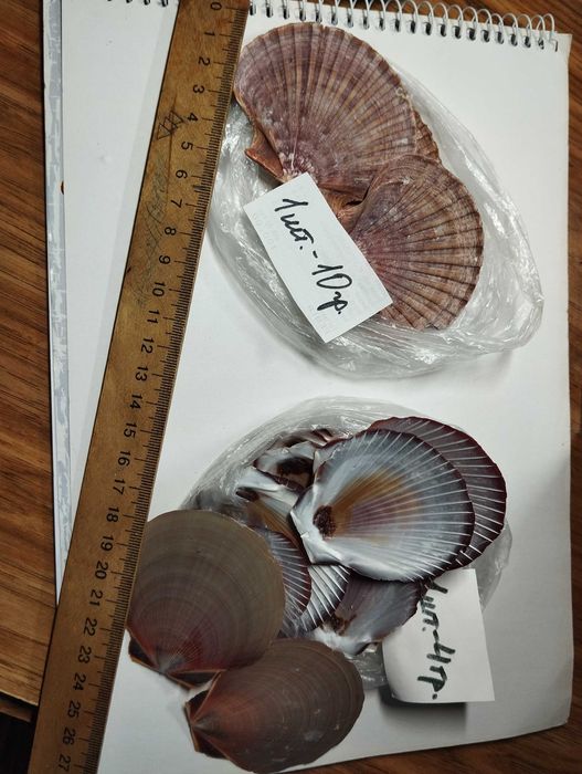 Ракушки гребешки океанические и черноморские