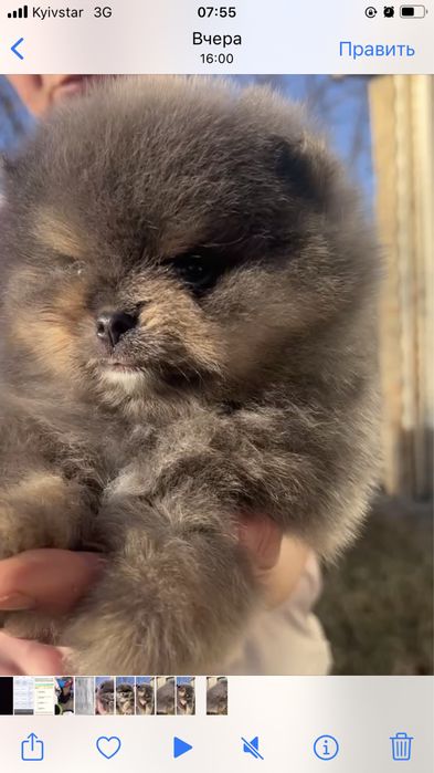 Померанский шпиц , 1 месяц,