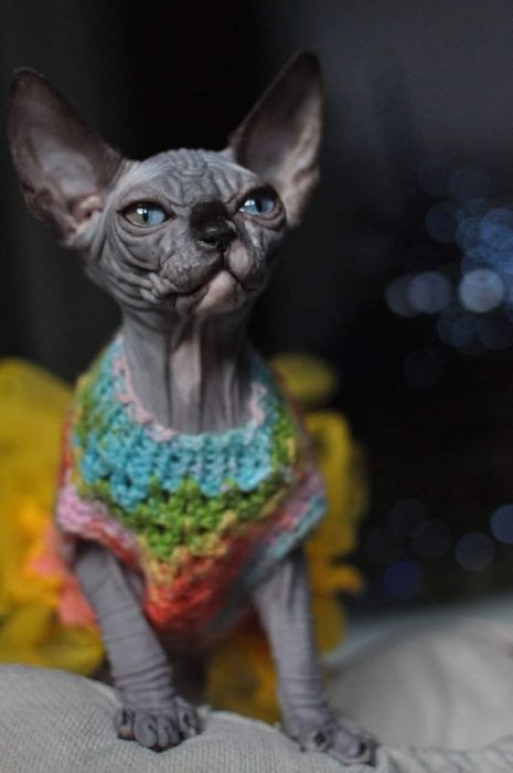 Sfinks piekny łysy kot