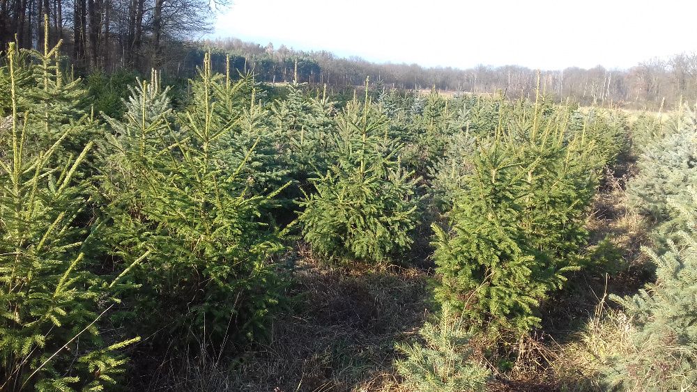 Choinki Bożonarodzeniowe