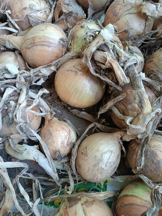Produtos da horta