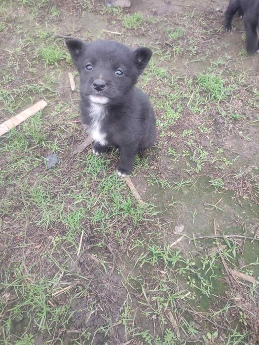 Щенка цуценя  собака