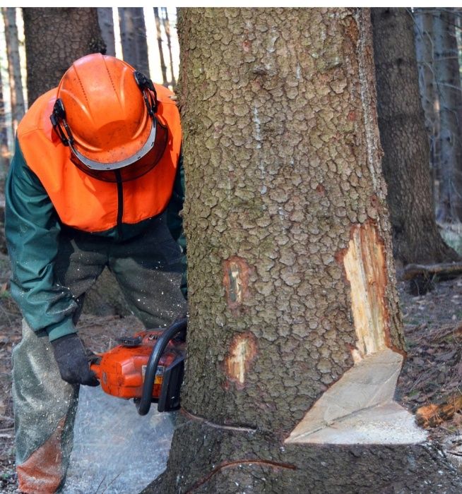 Wycinanie drzew glebogryzarka separacyjna koszenie traw rebak strzegom