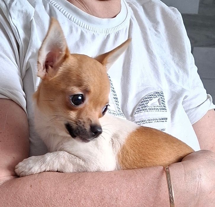 Chihuahua suka krótkowłosa