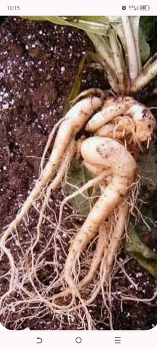 Мандрагора корiнь