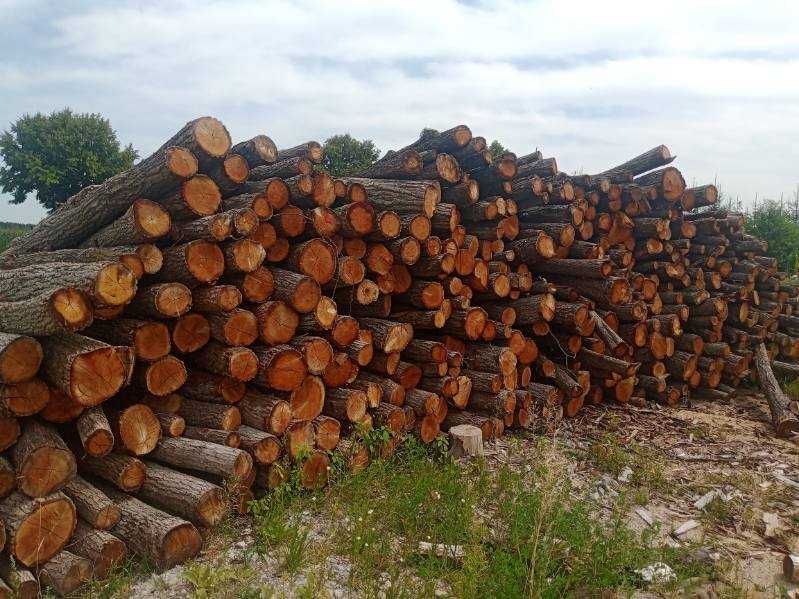 Drewno drzewo  DĄB metry z transportem