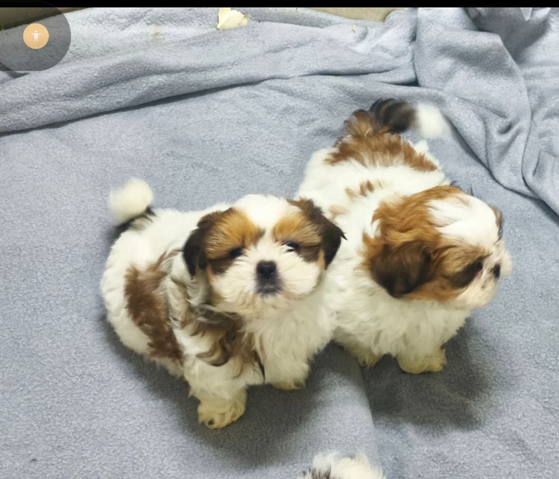 Shih-Tzu macho disponível