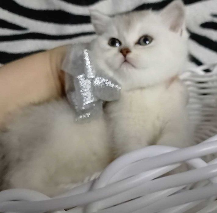 Продам кошенят скотіш фолд та скотіш страйт