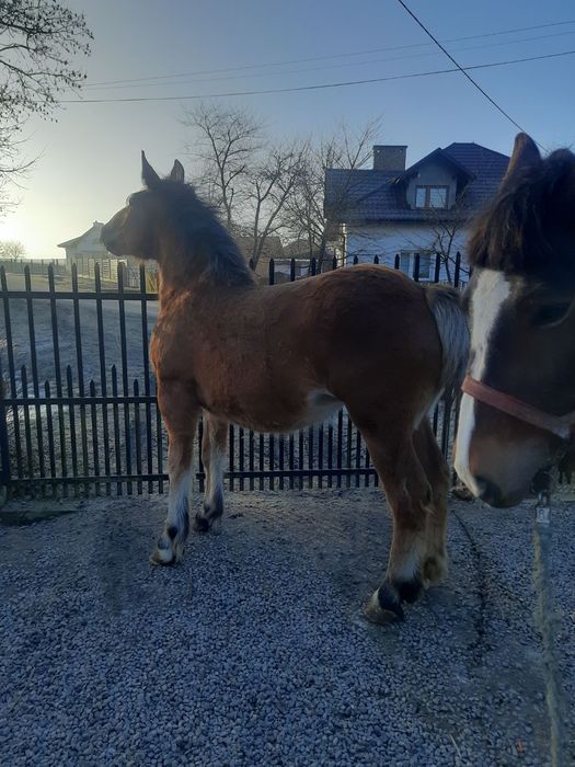 Sprzedam młodego konia