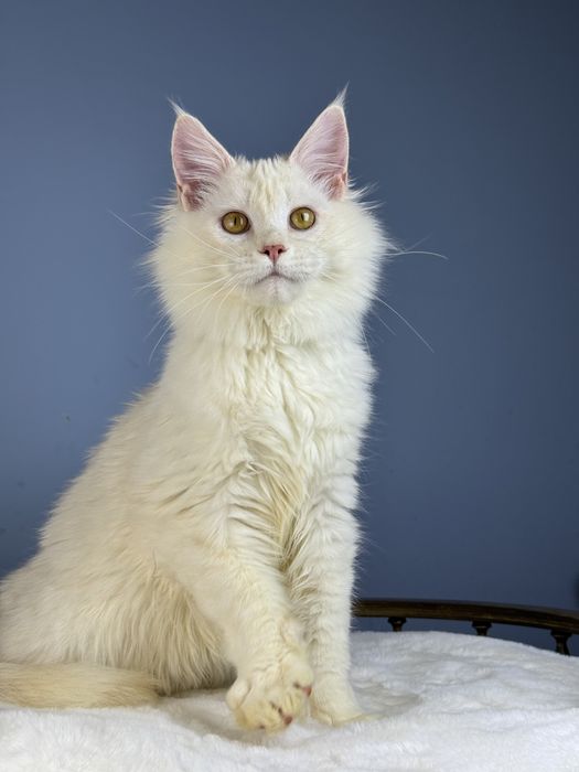 Котёнок мейн-кун мальчик 6 месяца редкий окрас