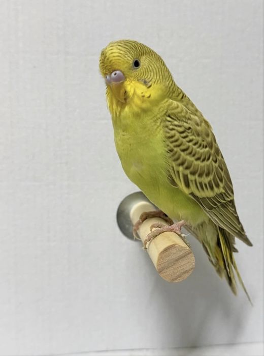 Periquito australiano ( criado a mão)