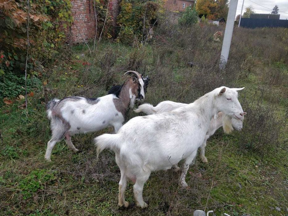 Продаються кози.