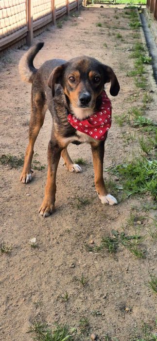 Piesek około 2 lata