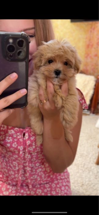 Мальтипу дівчинка ф1 доставка чіп бейбі фейс коротенький носик !