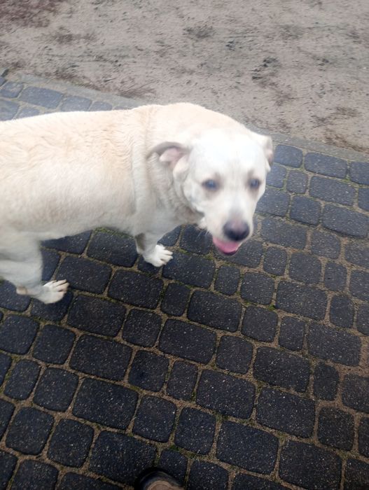 Labrador  z rodowodem