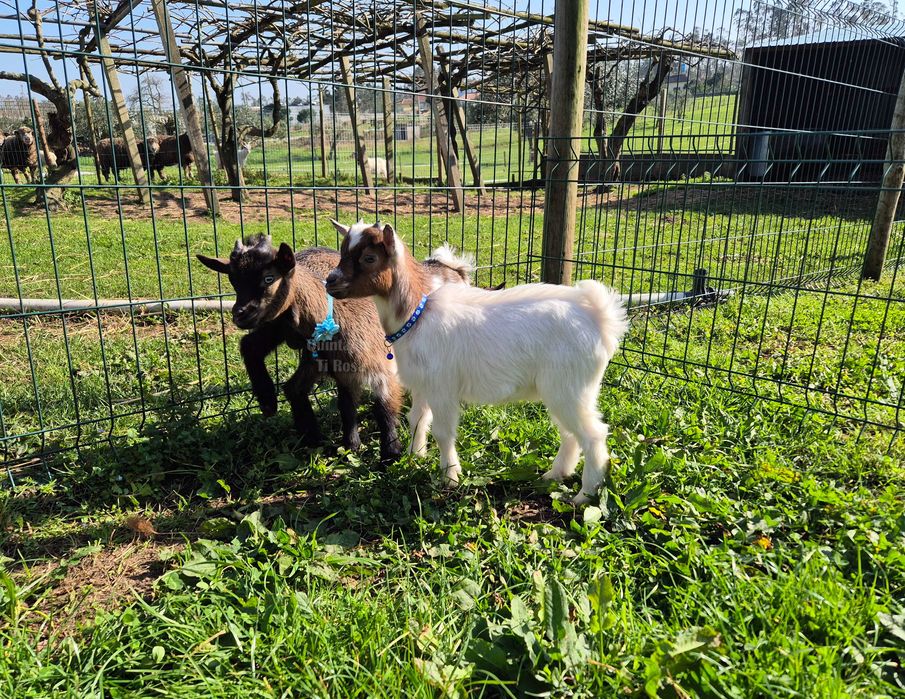 Cabras Micro Anãs Únicas