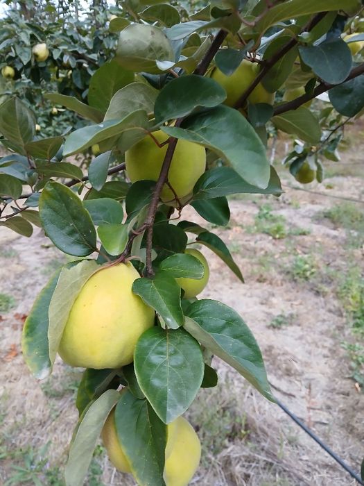 Marmelos ótima qualidade