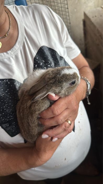 Coelhos anoes para entrega imediata