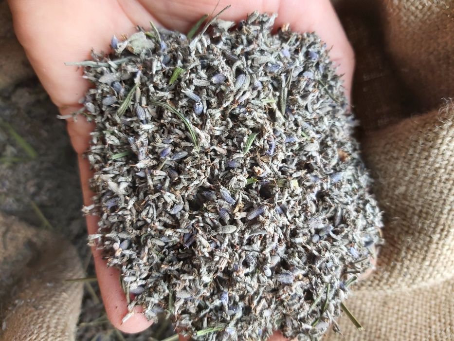 Лаванда ефірна сухоцвіт