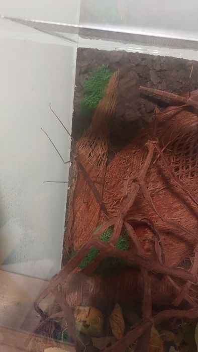 Małe i duże patyczaki za darmo