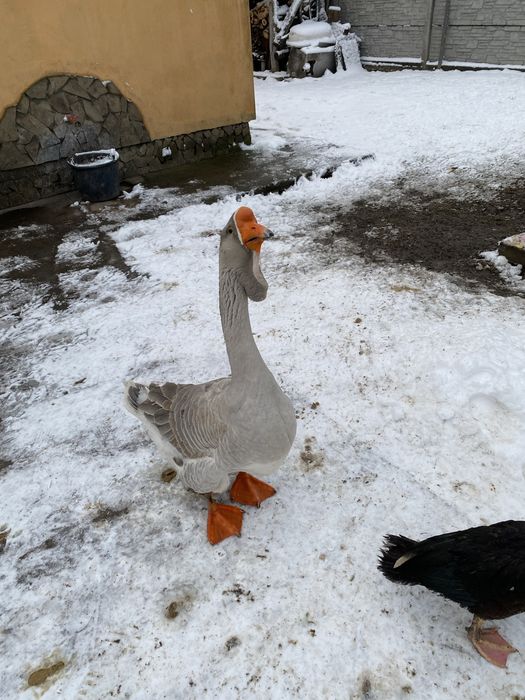 Гуси холмогори на племя