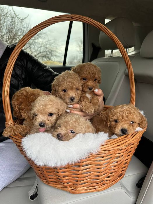 Красивые детки мальтипу f2