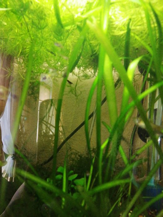 Trawka nurzaniec gruby