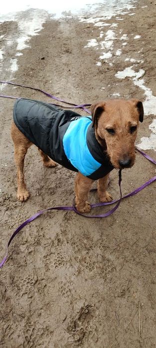Mix terier irlandzki  Dingo szuka domu