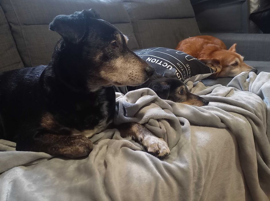 Estadia familiar para cães