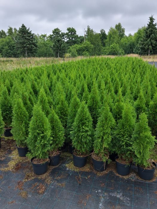 Tuja  Szmaragd i Thuja Brabant 5 Litrowa Doniczka !
